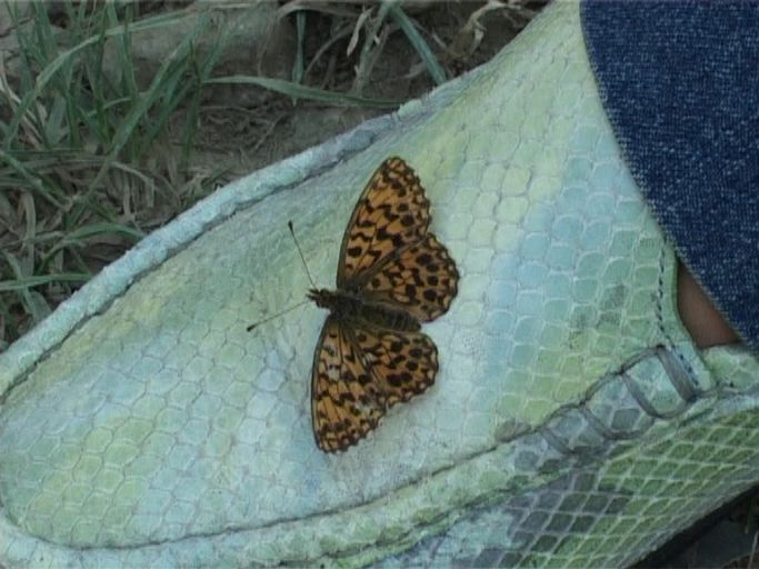 Magerrasen-Perlmutterfalter ( Boloria dia ) : Kaiserstuhl, 14.07.2006